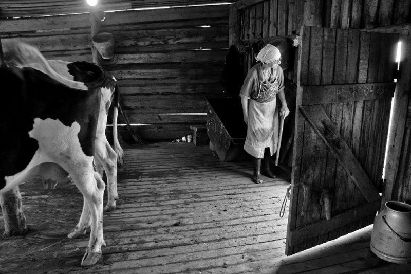 хорошо, в, деревне, летом *photo preview