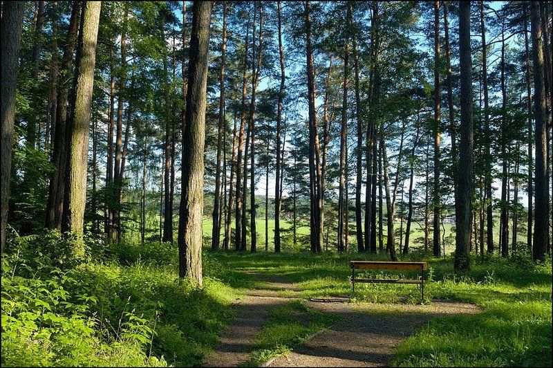 лес, трава, зелень, свет Любимое местоphoto preview