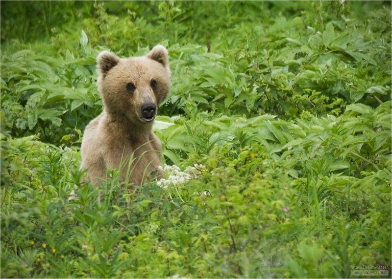 Портрет мишкиphoto preview