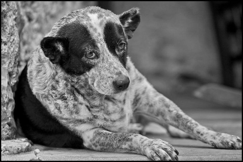 Тяжела собачья жизнь...photo preview