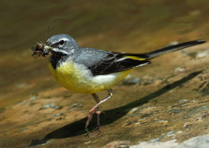 Желтая трясогузка (Motacilla flava). Автор: Юрий Охлопков желтая, трясогузка, motacilla, flava, Юрий Охлопков