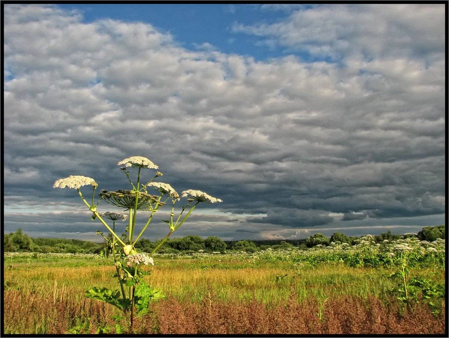 , Лунный Ежик