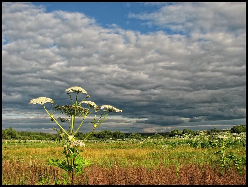 Российская саваннаphoto preview