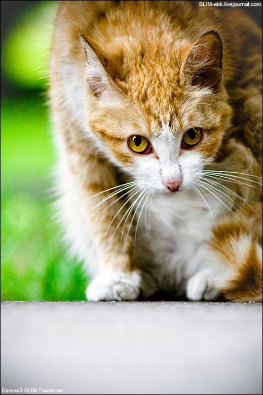 кот, улица, асфальт КОТ#2photo preview