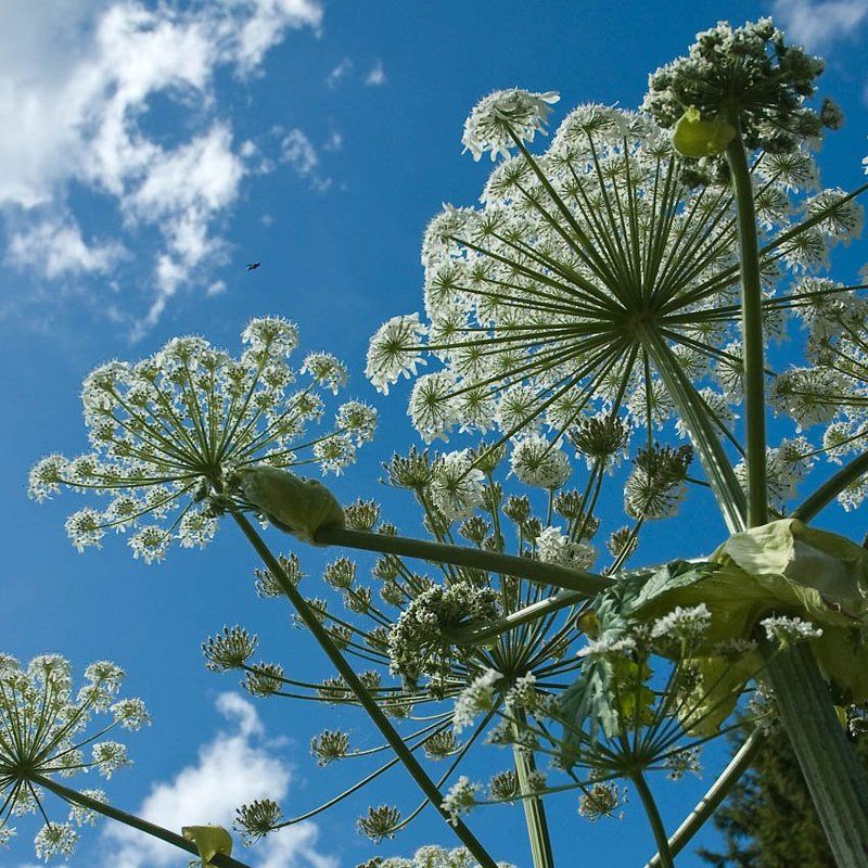 муха, борщевик Иду на посадкуphoto preview