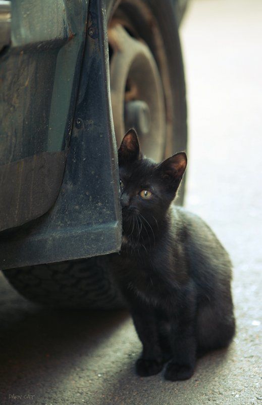 котенок, стеснительный, автомобилист Немного стеснительный фото превью