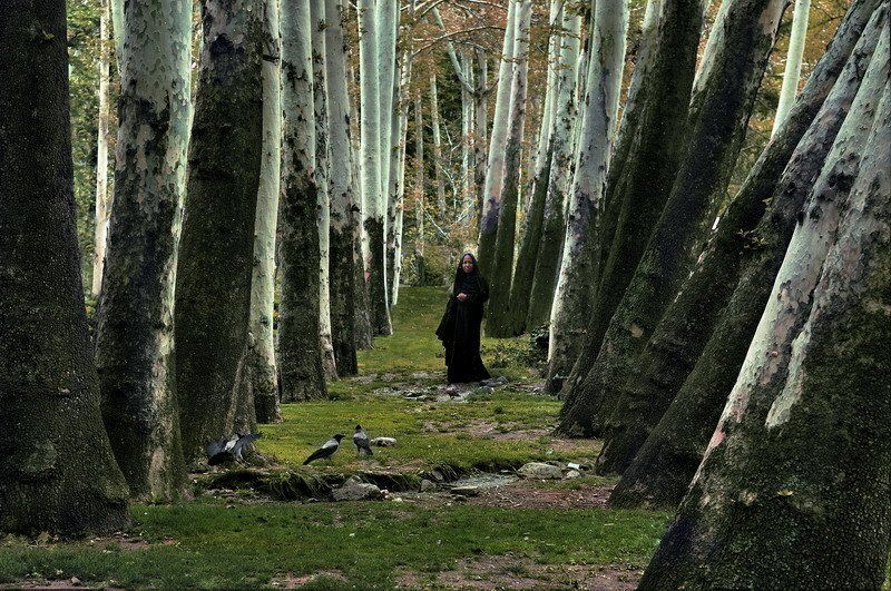 иран, тегеран Song of forestphoto preview