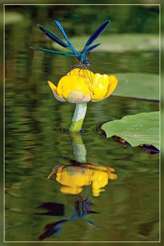 Вот сижу на цветке, отражаясь в реке...photo preview