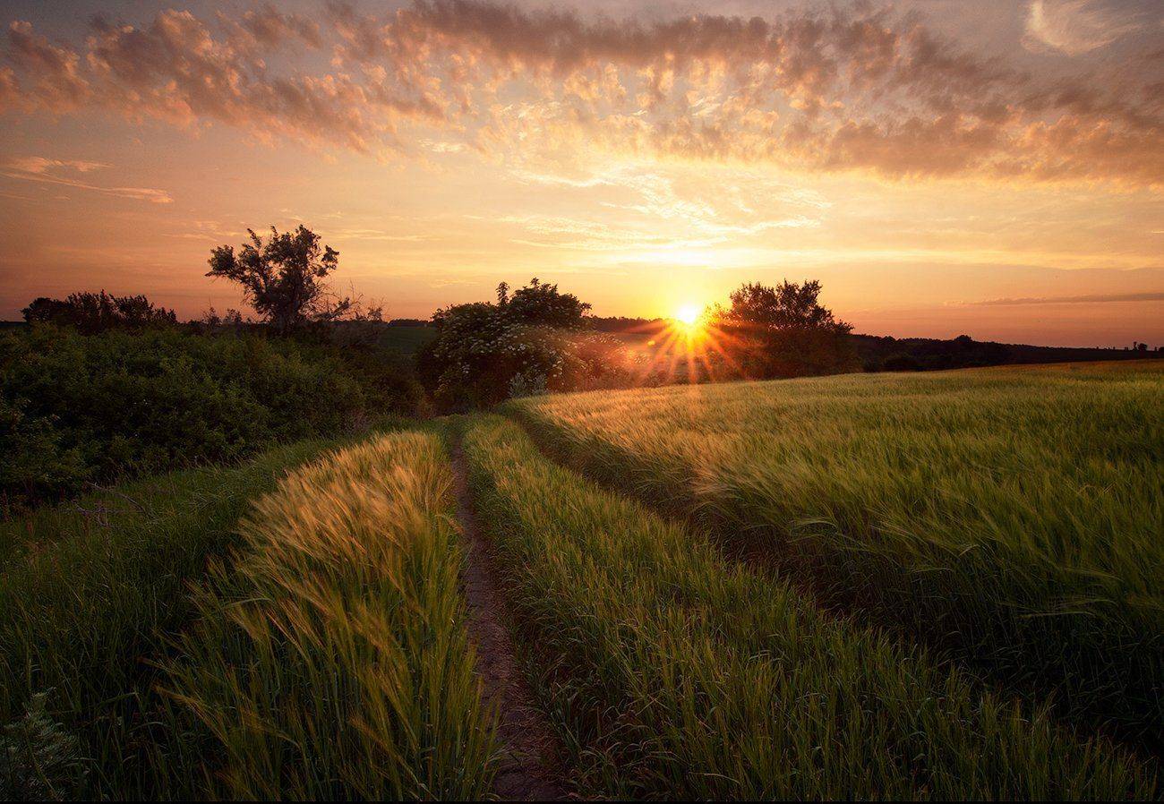 Вечер, Июнь, Лето, flyman