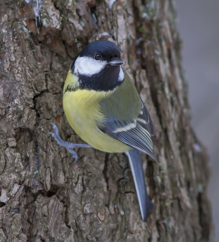 Синица Оглянулась посмотреть. Большая синица.photo preview