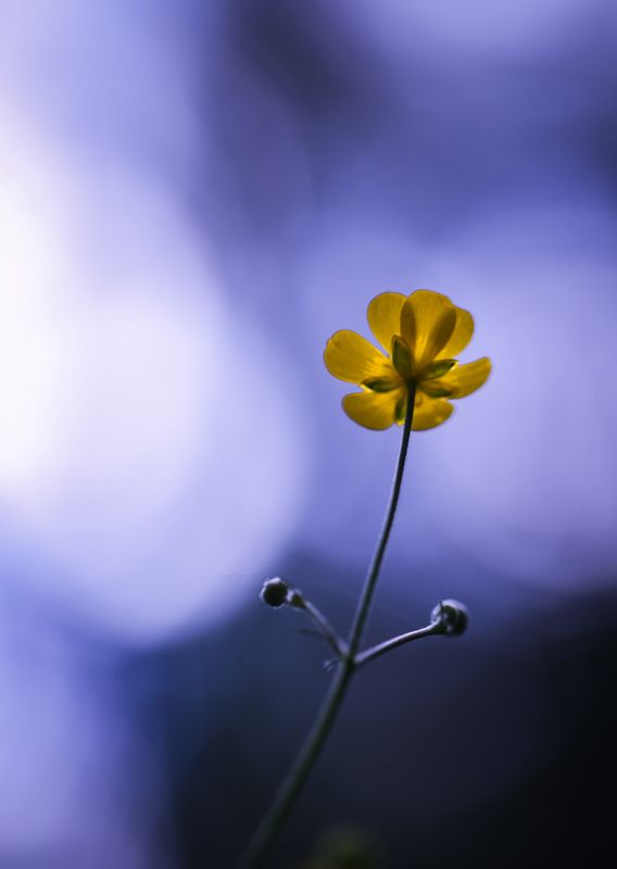 Взгляд в небо.photo preview