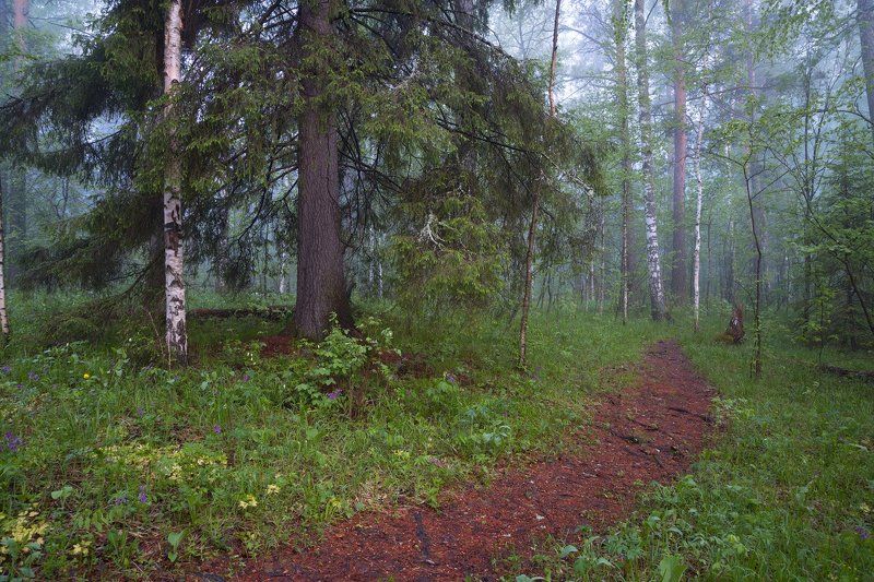 Утро в волшебном лесуphoto preview