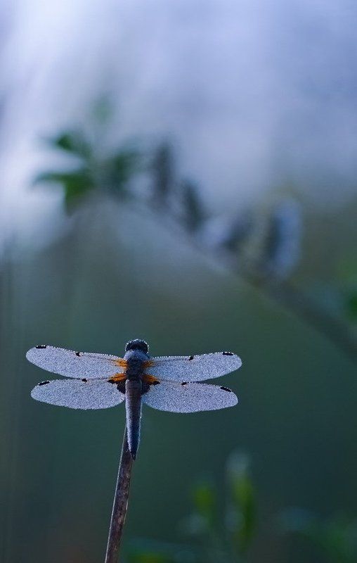 Роса, Стрекоза, Утро Утро в росеphoto preview