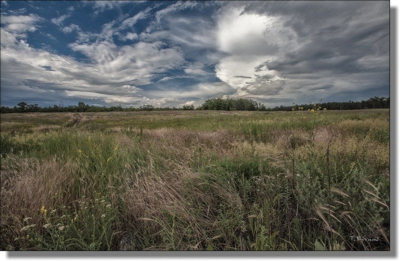 степь,трава,лето Травы,травы,травы...photo preview