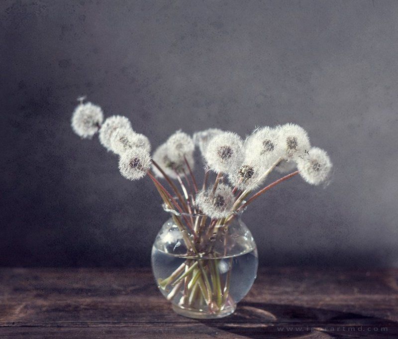 Dandelionsphoto preview