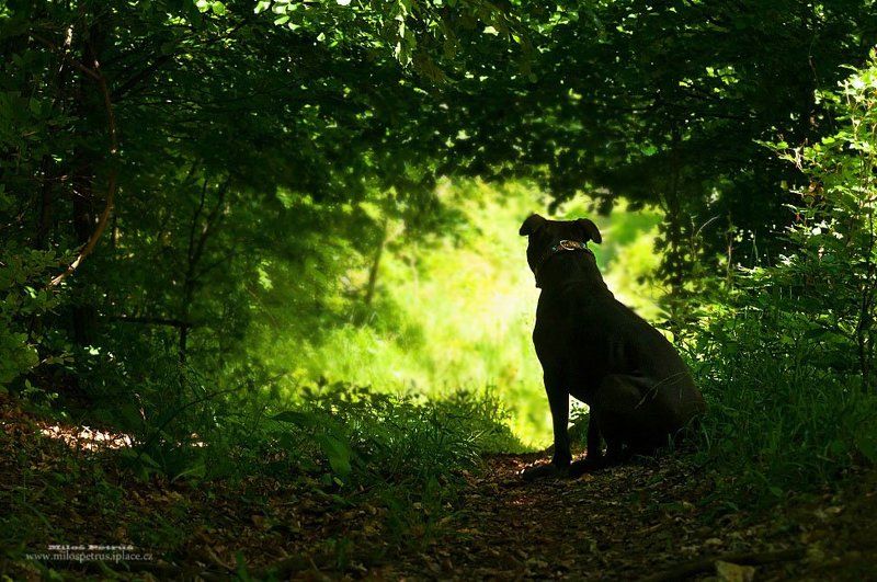 Light at end of tunnelphoto preview