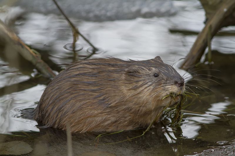 Ондатра Вкусная травка. Ондатра.photo preview