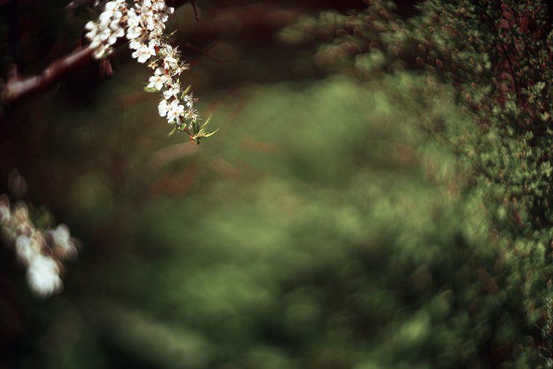 apple blossomphoto preview