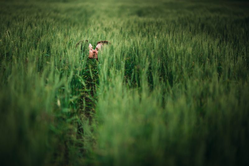 любовь в пшеницеphoto preview