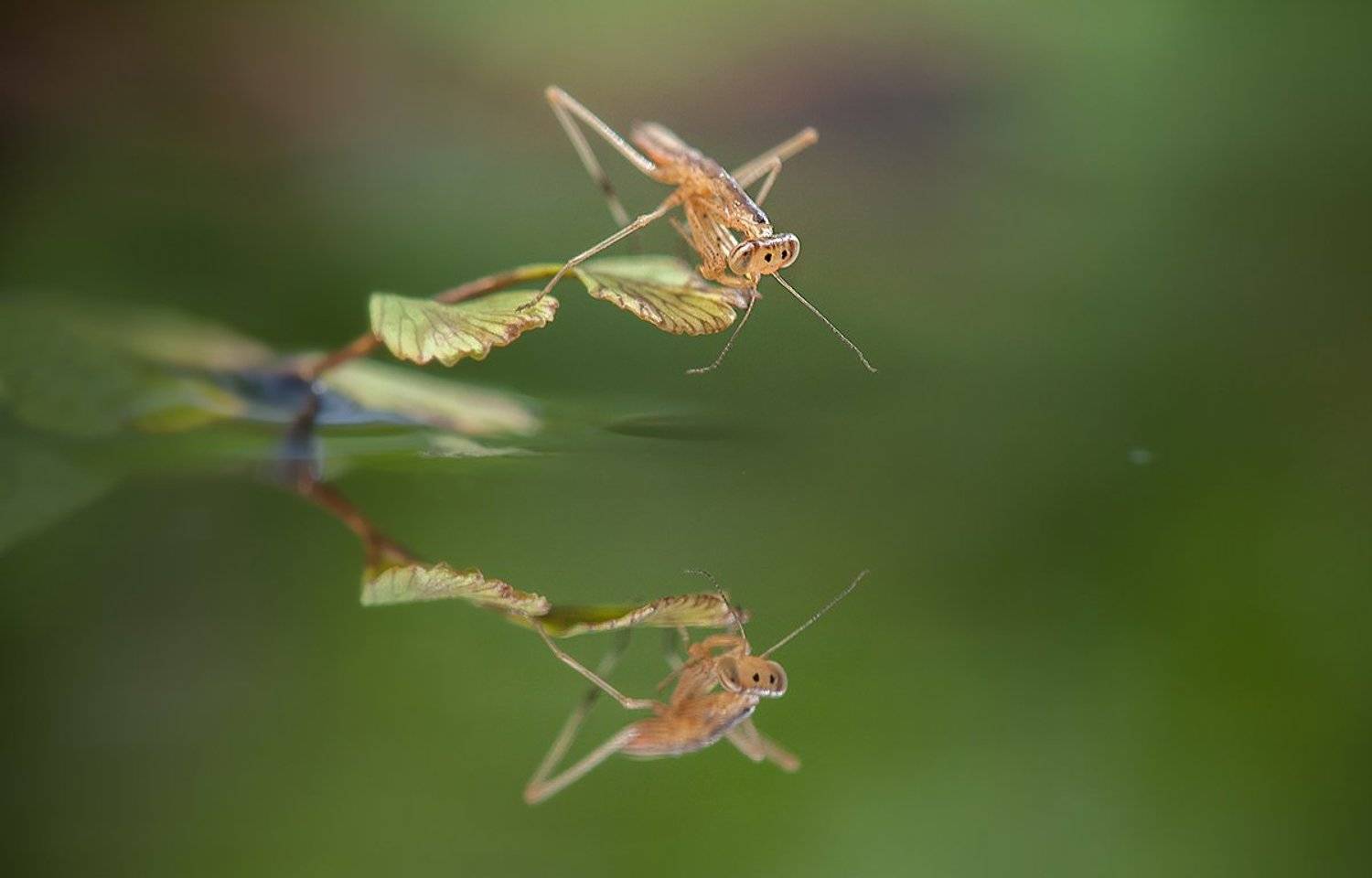 -Улыбка-. Автор: iryna , iryna