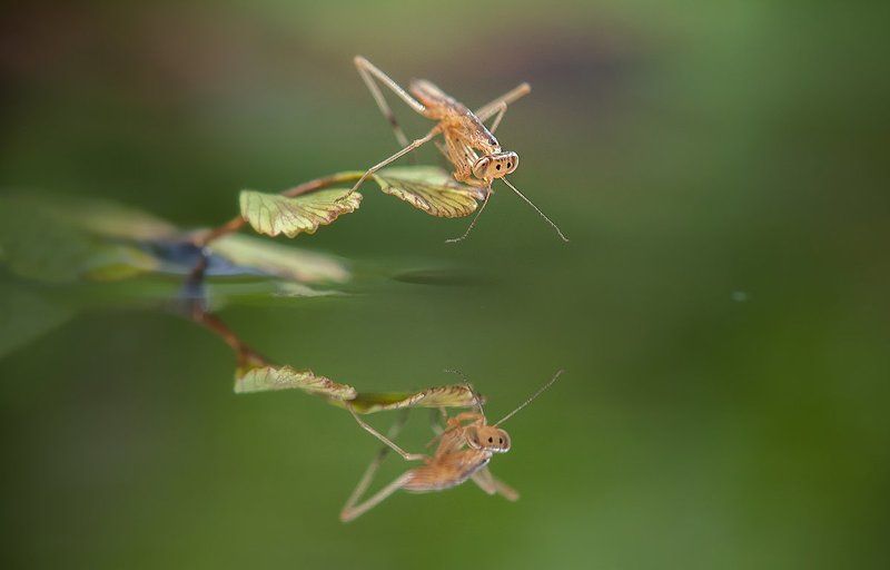 -Улыбка-photo preview