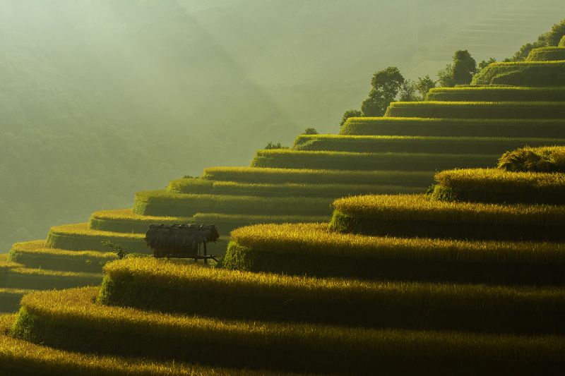 Asia, Asian, Beautiful, China, Culture, Field, Green, Landscape, Nikon, Photography, Plants, Rice, Terraces rice field, Thailand, Vietnam, Yellow Terraces rice field in vietnamphoto preview