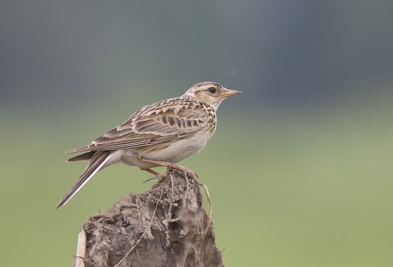 Жаворонок, полевой Жаворонок полевойphoto preview