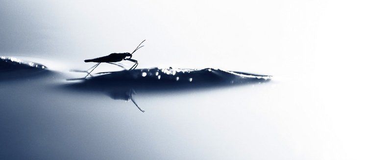 Растворяясь в светеphoto preview