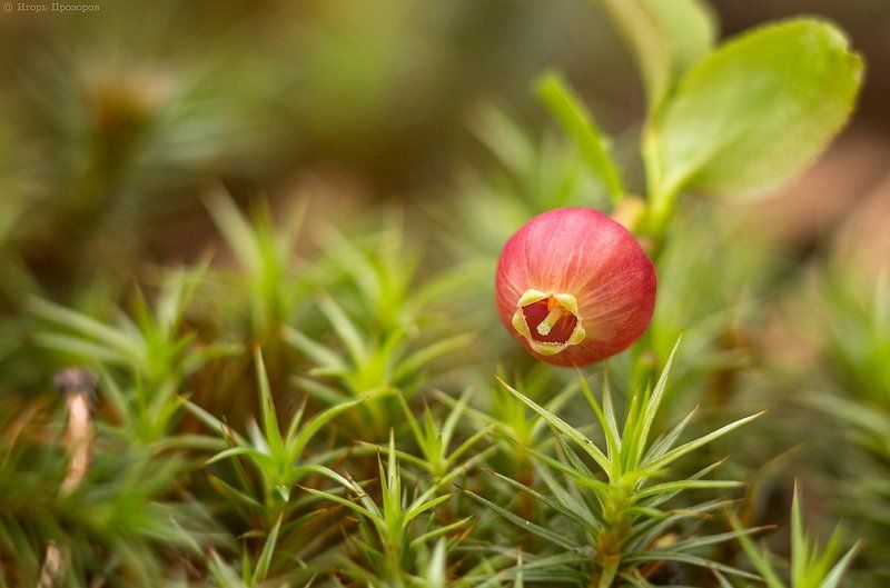 Кольский полуостров, Макро, Черника Черничный цветок.photo preview