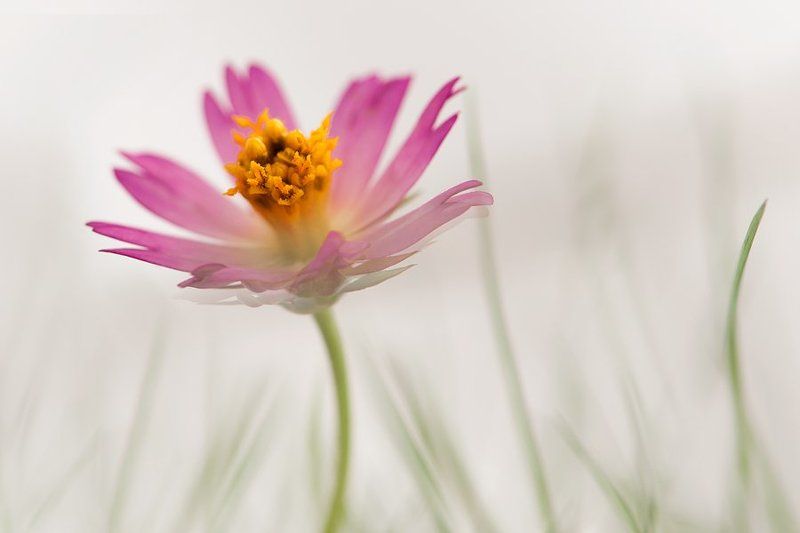 flower, pink, minimal is  spiritphoto preview