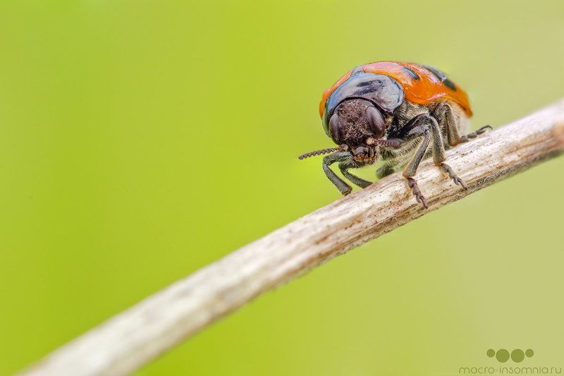 жук, капли, макро, насекомые, роса, утро Утроphoto preview