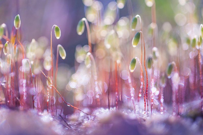 макро мох весна роса утро Волшебное царствоphoto preview