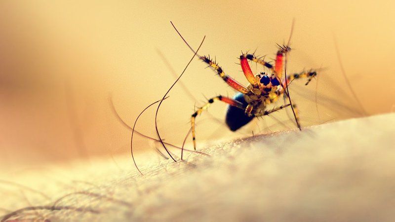 макро, паук Паукphoto preview