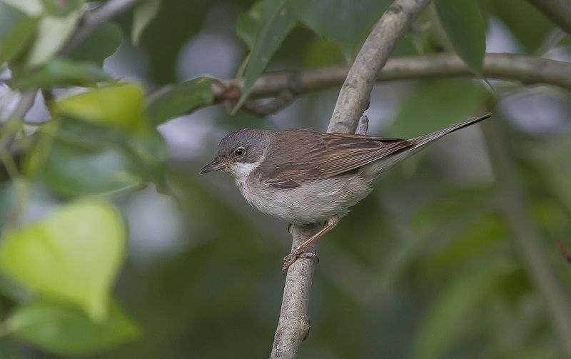 Славка Славка сераяphoto preview