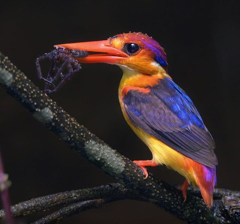 Oriental Dwarf Kingfisherphoto preview