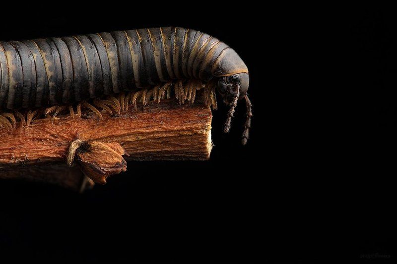 Кивсякphoto preview