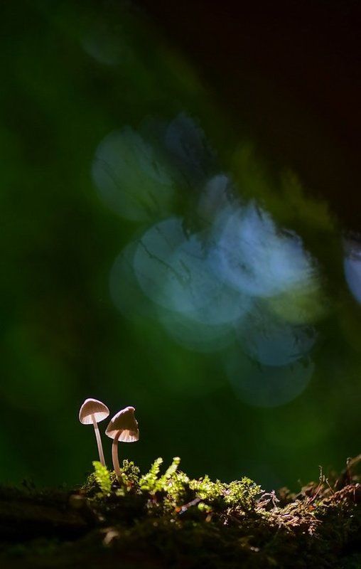 Боке, Весна, Грибочки, Лес, Луч солнца, Мох Родственные душиphoto preview