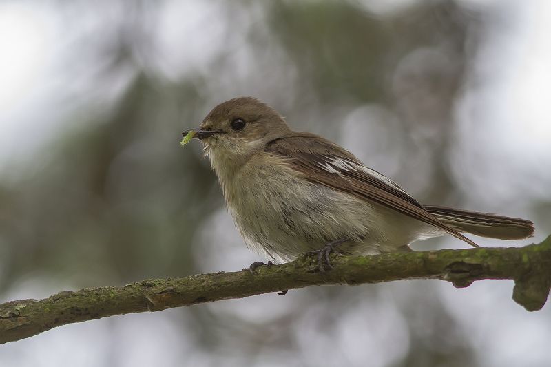 Мухоловка, пеструшка Мухоловка-пеструшка с гусеницей.photo preview