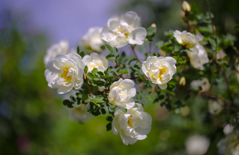 Шиповник.photo preview