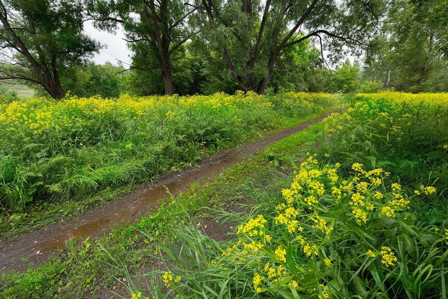 весенний лес. Автор: Орлов Михаил , Орлов Михаил