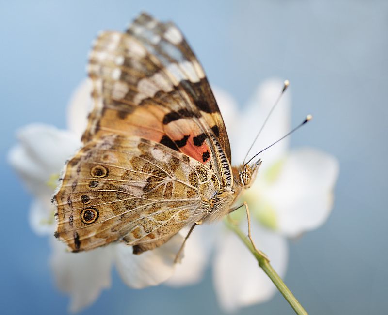 Подарки на «День фотографа»photo preview
