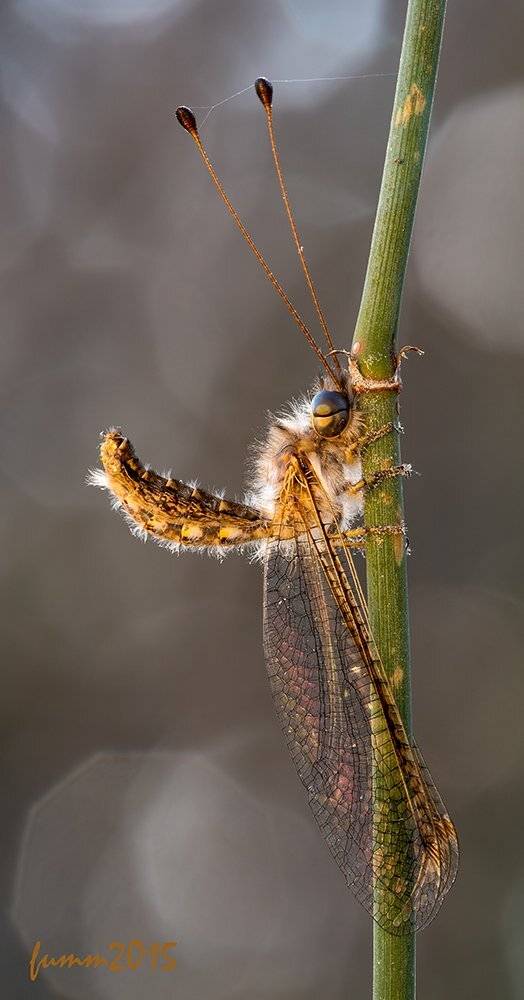 , Игорь ФУММ