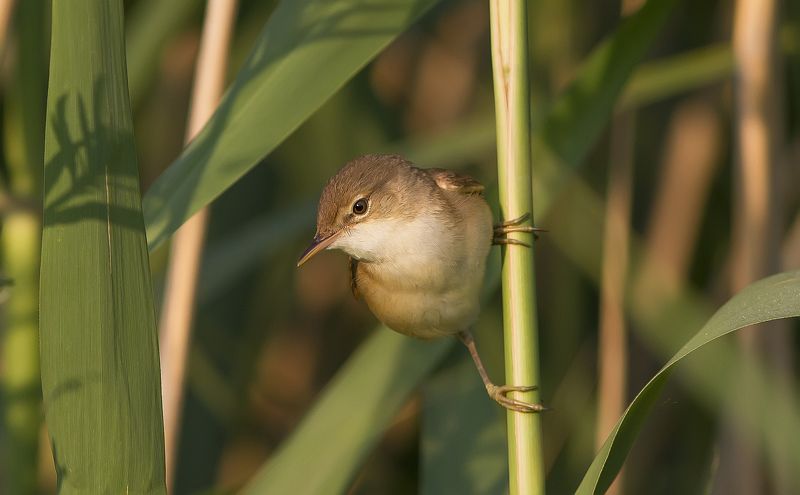 камышевка, камышовка, тростниковая Тростниковая камышевкаphoto preview