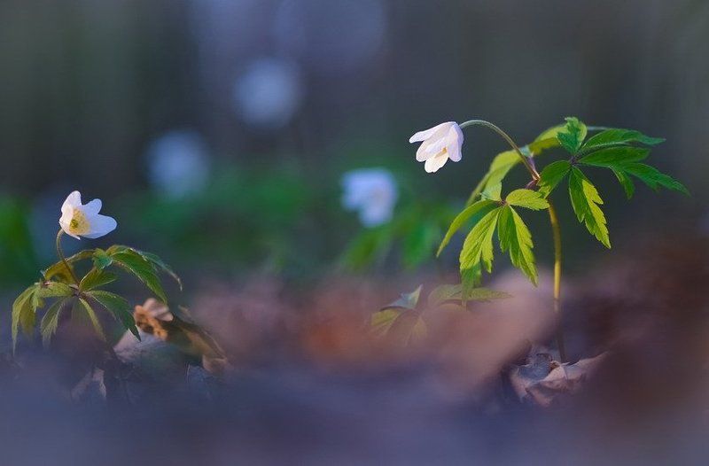 Весна, Ветреница, Лес, Цветы Свиданиеphoto preview
