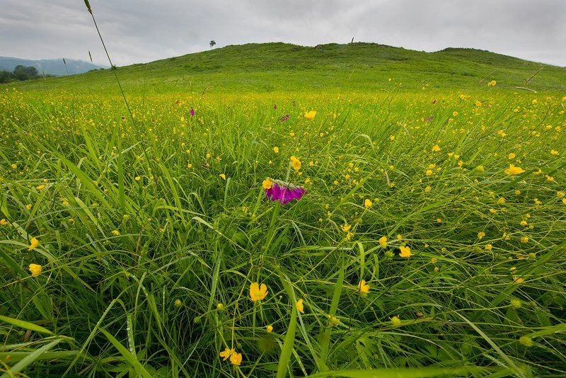 полевые цветыphoto preview