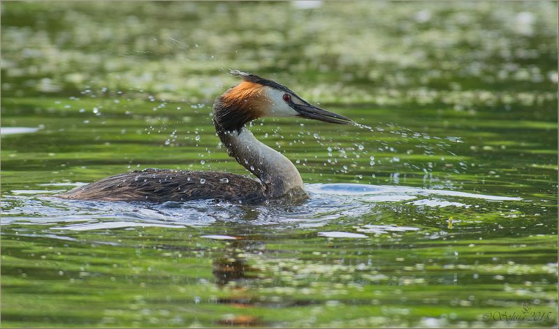 2015, Podiceps cristatus, Большая поганка, Июнь, Лето, Подмосковье, Природа, Птицы, Чомга Экспрессияphoto preview