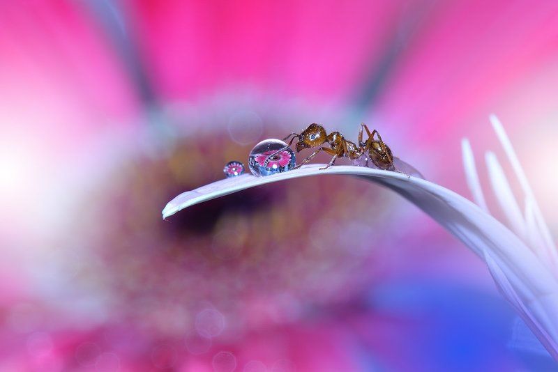 I have a Flower...photo preview