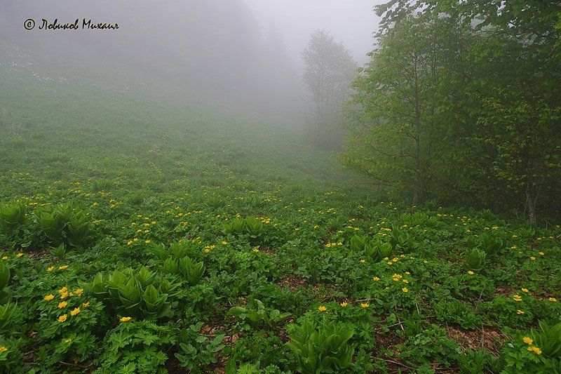 на опушке туманного лесаphoto preview