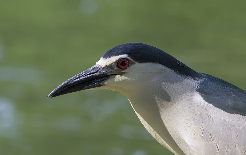 Кваква, цапли, голенастые Портрет кваквы.photo preview