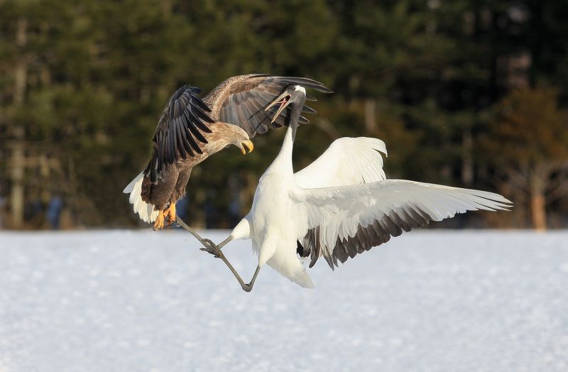 Японские журавлиphoto preview